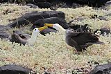 Waved Albatrossborder=